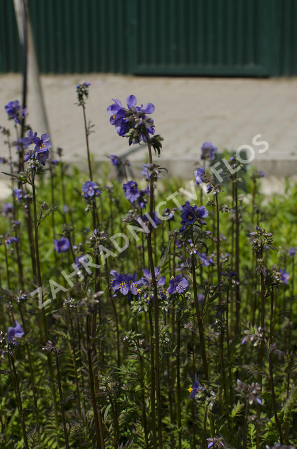 Jirnice jezoská 'Purple Rain Strain' - Polemonium yezoense 'Purple Rain Strain'