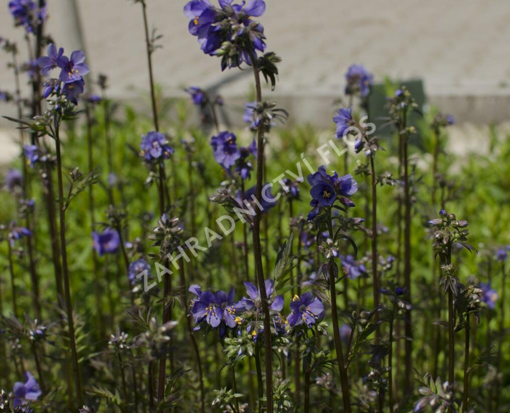 Jirnice jezoská 'Purple Rain Strain' - Polemonium yezoense 'Purple Rain Strain'