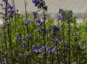 Jirnice jezoská 'Purple Rain Strain' - Polemonium yezoense 'Purple Rain Strain'