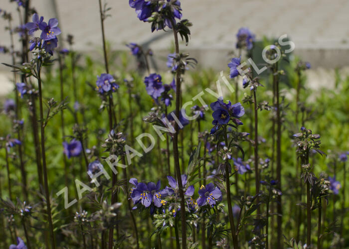 Jirnice jezoská 'Purple Rain Strain' - Polemonium yezoense 'Purple Rain Strain'