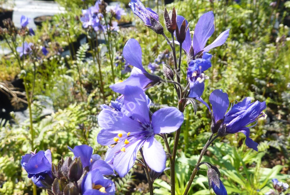 Jirnice jezoská 'Purple Rain Strain' - Polemonium yezoense 'Purple Rain Strain'