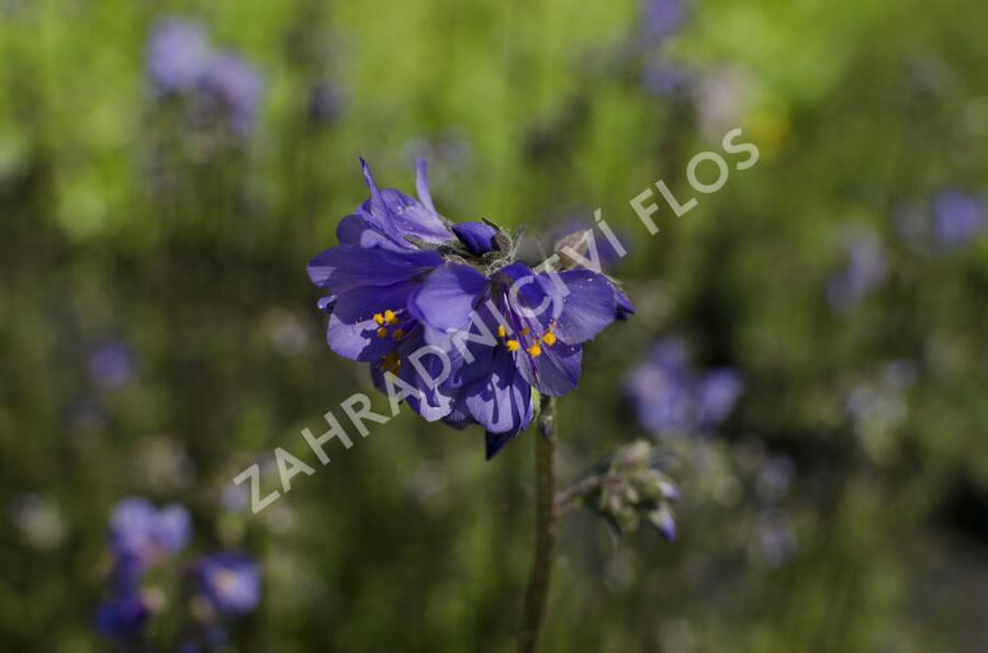 Jirnice jezoská 'Purple Rain Strain' - Polemonium yezoense 'Purple Rain Strain'