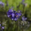 Jirnice jezoská 'Purple Rain Strain' - Polemonium yezoense 'Purple Rain Strain'