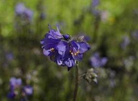 Jirnice jezoská 'Purple Rain Strain' - Polemonium yezoense 'Purple Rain Strain'
