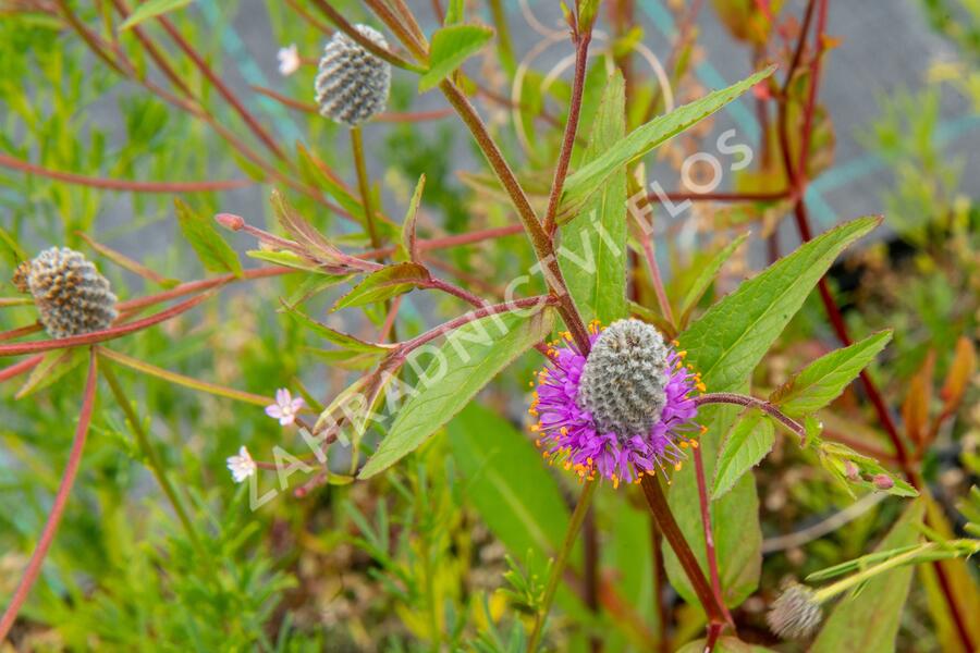 Dalea - Petalostemon purpureum