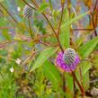 Dalea - Petalostemon purpureum