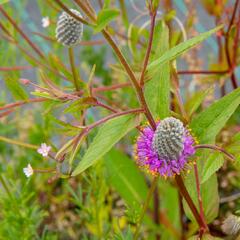 Dalea - Petalostemon purpureum