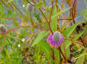 Dalea - Petalostemon purpureum
