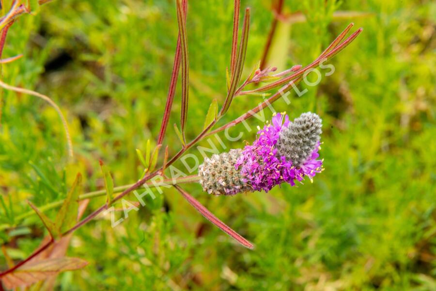 Dalea - Petalostemon purpureum