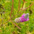 Dalea - Petalostemon purpureum