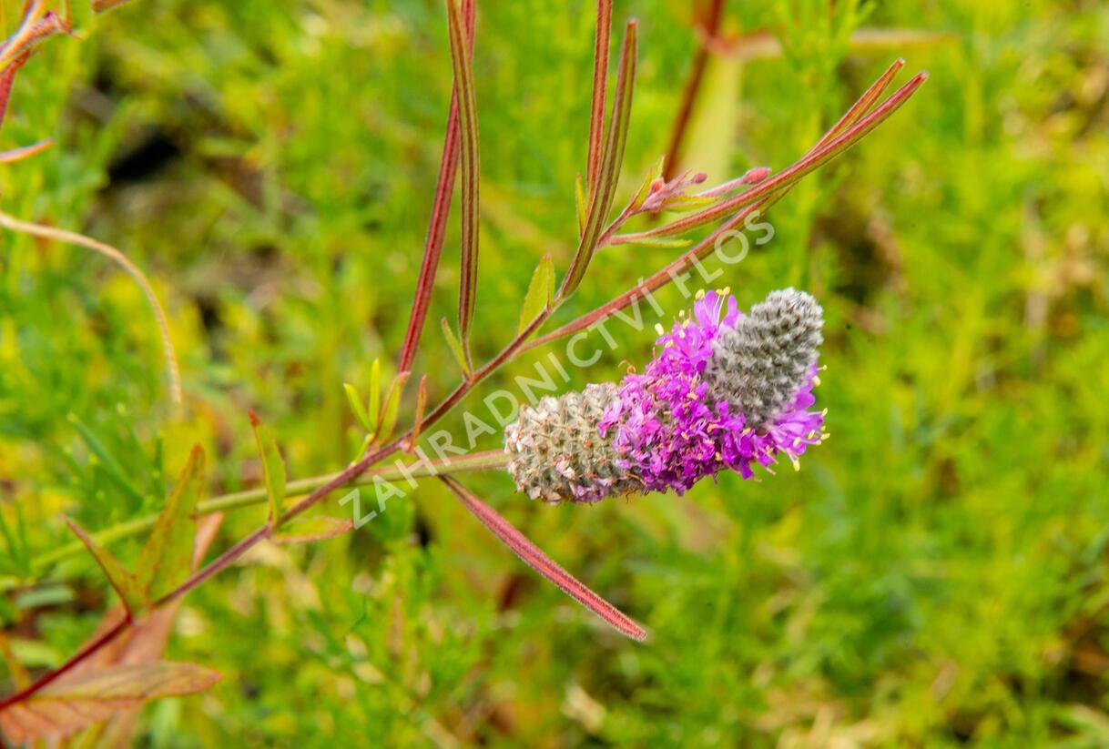 Dalea - Petalostemon purpureum