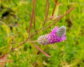 Dalea