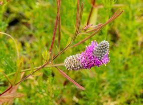 Dalea - Petalostemon purpureum