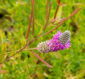 Dalea - Petalostemon purpureum