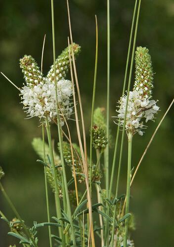 Dalea candida - Petalostemon candidum