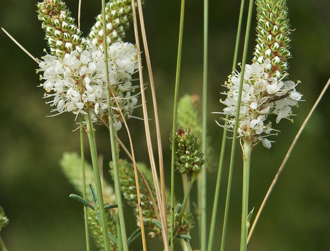 Dalea candida - Petalostemon candidum