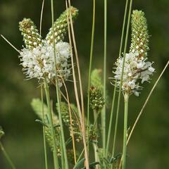 Dalea candida - Petalostemon candidum