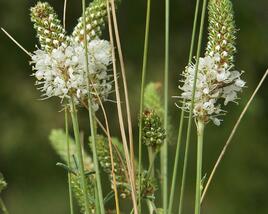 Dalea candida