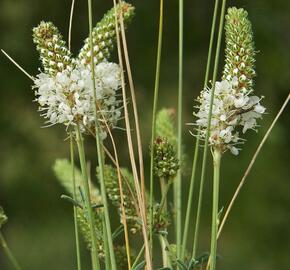 Dalea candida - Petalostemon candidum