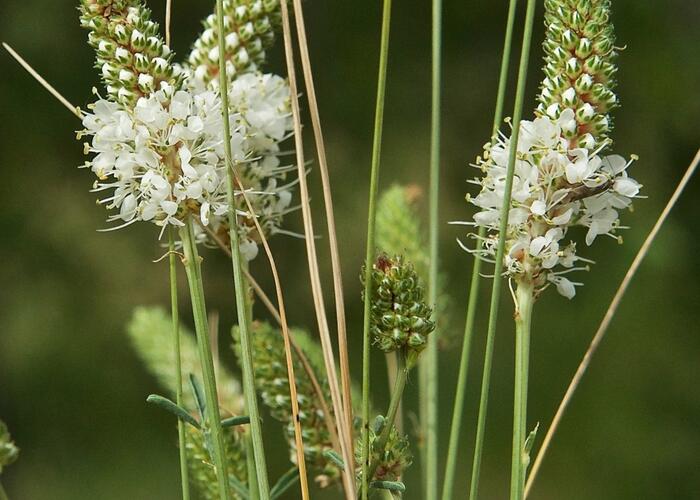 Dalea candida - Petalostemon candidum