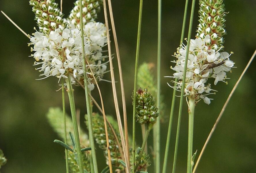 Dalea candida - Petalostemon candidum