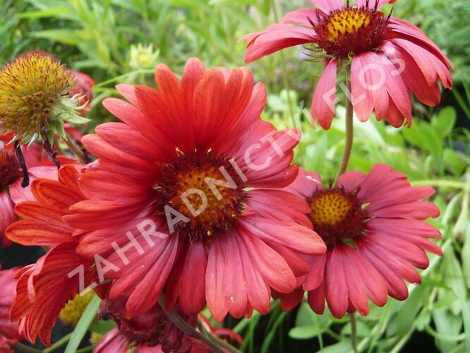 Kokarda osinatá 'Burgunder' - Gaillardia aristata 'Burgunder'