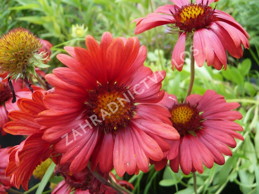 Kokarda osinatá 'Burgunder' - Gaillardia aristata 'Burgunder'