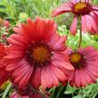 Kokarda osinatá 'Burgunder' - Gaillardia aristata 'Burgunder'