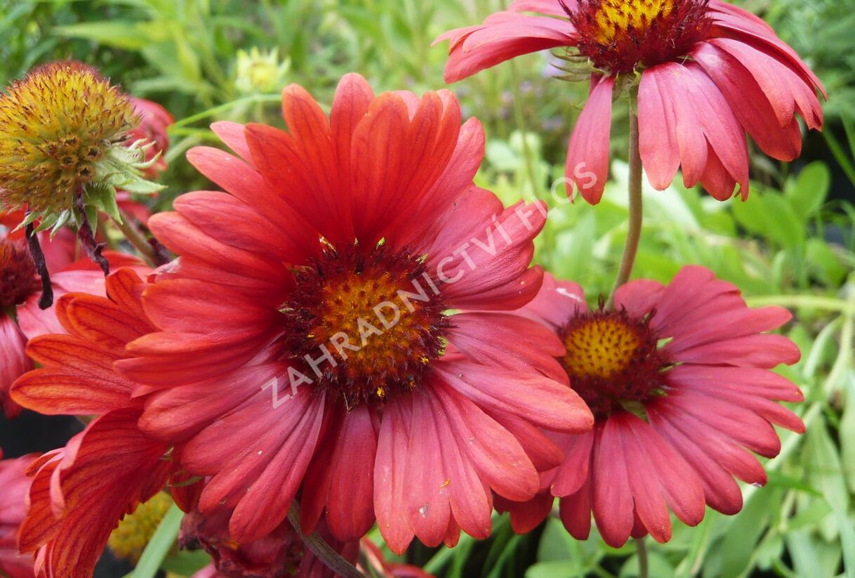 Kokarda osinatá 'Burgunder' - Gaillardia aristata 'Burgunder'