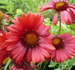 Kokarda osinatá 'Burgunder' - Gaillardia aristata 'Burgunder'