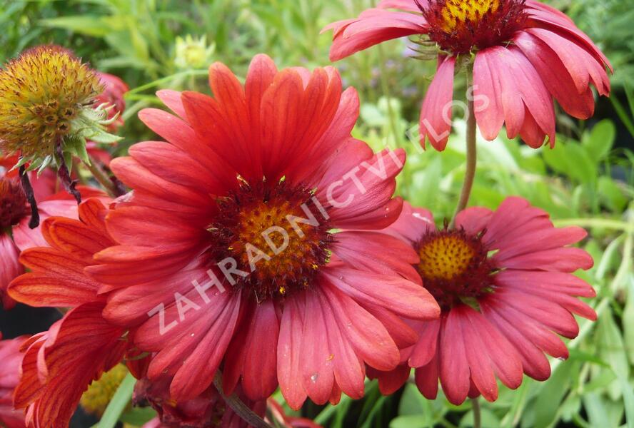 Kokarda osinatá 'Burgunder' - Gaillardia aristata 'Burgunder'