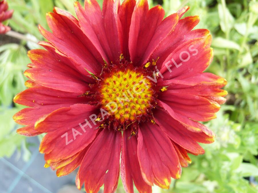 Kokarda osinatá 'Burgunder' - Gaillardia aristata 'Burgunder'