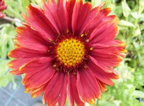 Kokarda osinatá 'Burgunder' - Gaillardia aristata 'Burgunder'