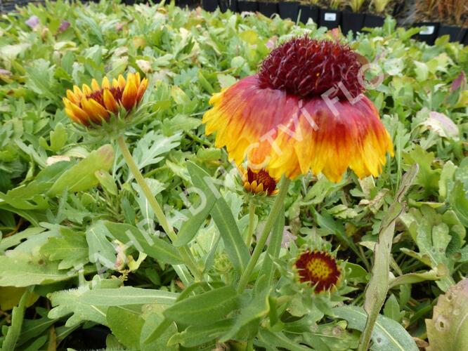 Kokarda osinatá 'Bijou' - Gaillardia aristata 'Bijou'