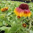 Kokarda osinatá 'Bijou' - Gaillardia aristata 'Bijou'