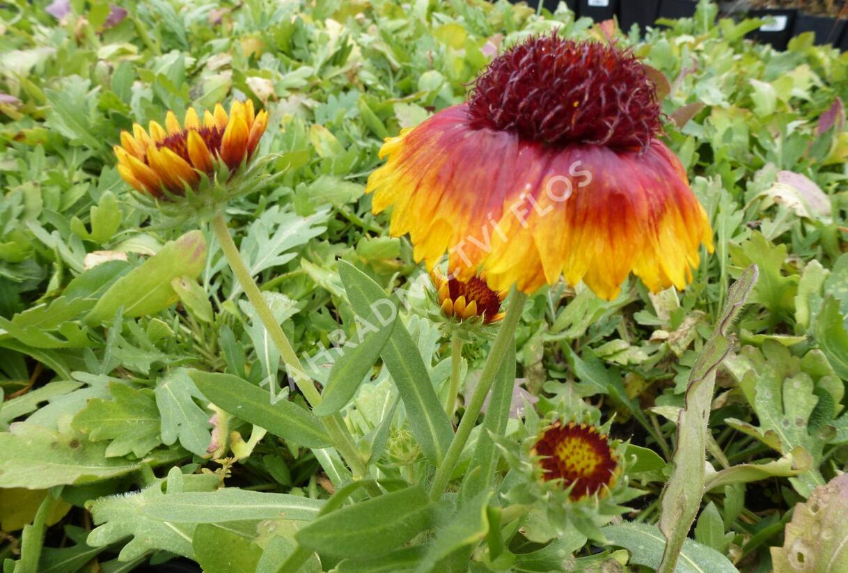Kokarda osinatá 'Bijou' - Gaillardia aristata 'Bijou'