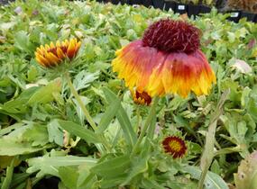 Kokarda osinatá 'Bijou' - Gaillardia aristata 'Bijou'