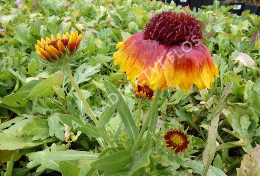 Kokarda osinatá 'Bijou' - Gaillardia aristata 'Bijou'