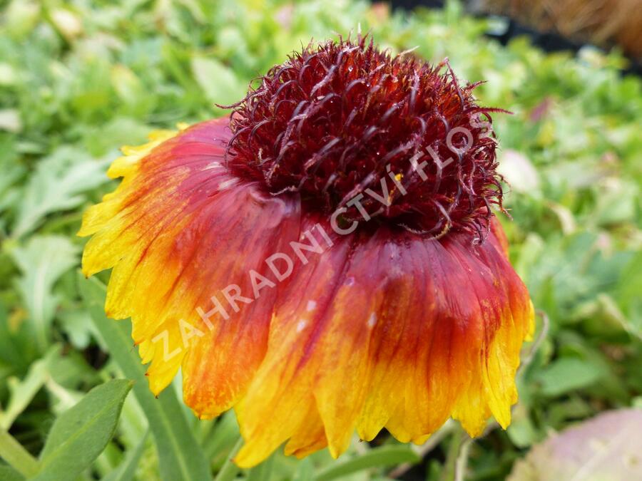 Kokarda osinatá 'Bijou' - Gaillardia aristata 'Bijou'