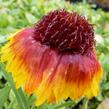 Kokarda osinatá 'Bijou' - Gaillardia aristata 'Bijou'