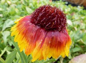 Kokarda osinatá 'Bijou' - Gaillardia aristata 'Bijou'