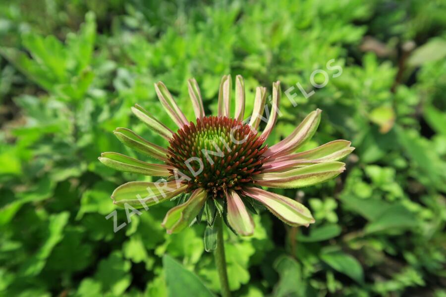 Třapatkovka nachová 'Green Twister' - Echinacea purpurea 'Green Twister'