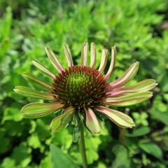 Třapatkovka nachová 'Green Twister' - Echinacea purpurea 'Green Twister'