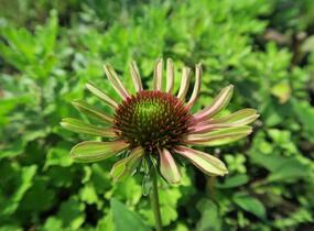Třapatkovka nachová 'Green Twister' - Echinacea purpurea 'Green Twister'