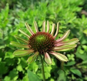 Třapatkovka nachová 'Green Twister' - Echinacea purpurea 'Green Twister'