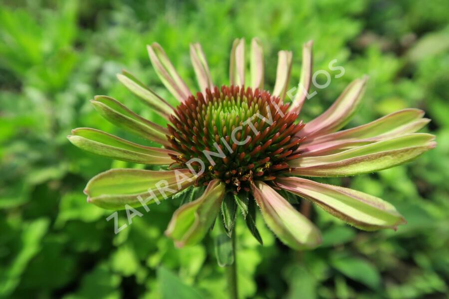 Třapatka nachová 'Green Twister' - Echinacea purpurea 'Green Twister'