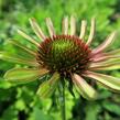 Třapatkovka nachová 'Green Twister' - Echinacea purpurea 'Green Twister'