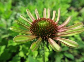 Třapatkovka nachová 'Green Twister' - Echinacea purpurea 'Green Twister'