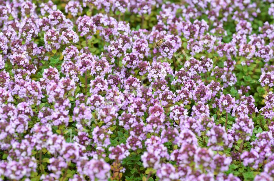 Mateřídouška 'Doone Valley' - Thymus citriodorus 'Doone Valley'