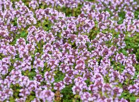 Mateřídouška 'Doone Valley' - Thymus citriodorus 'Doone Valley'